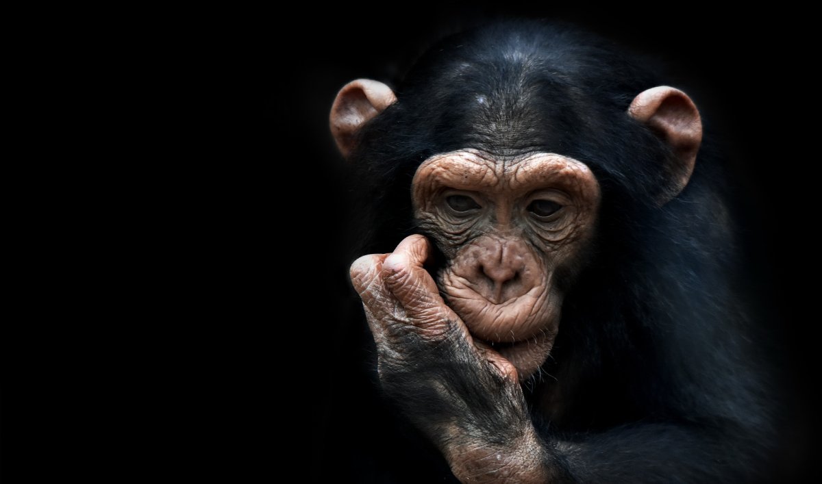 Обезьяна на черном фоне