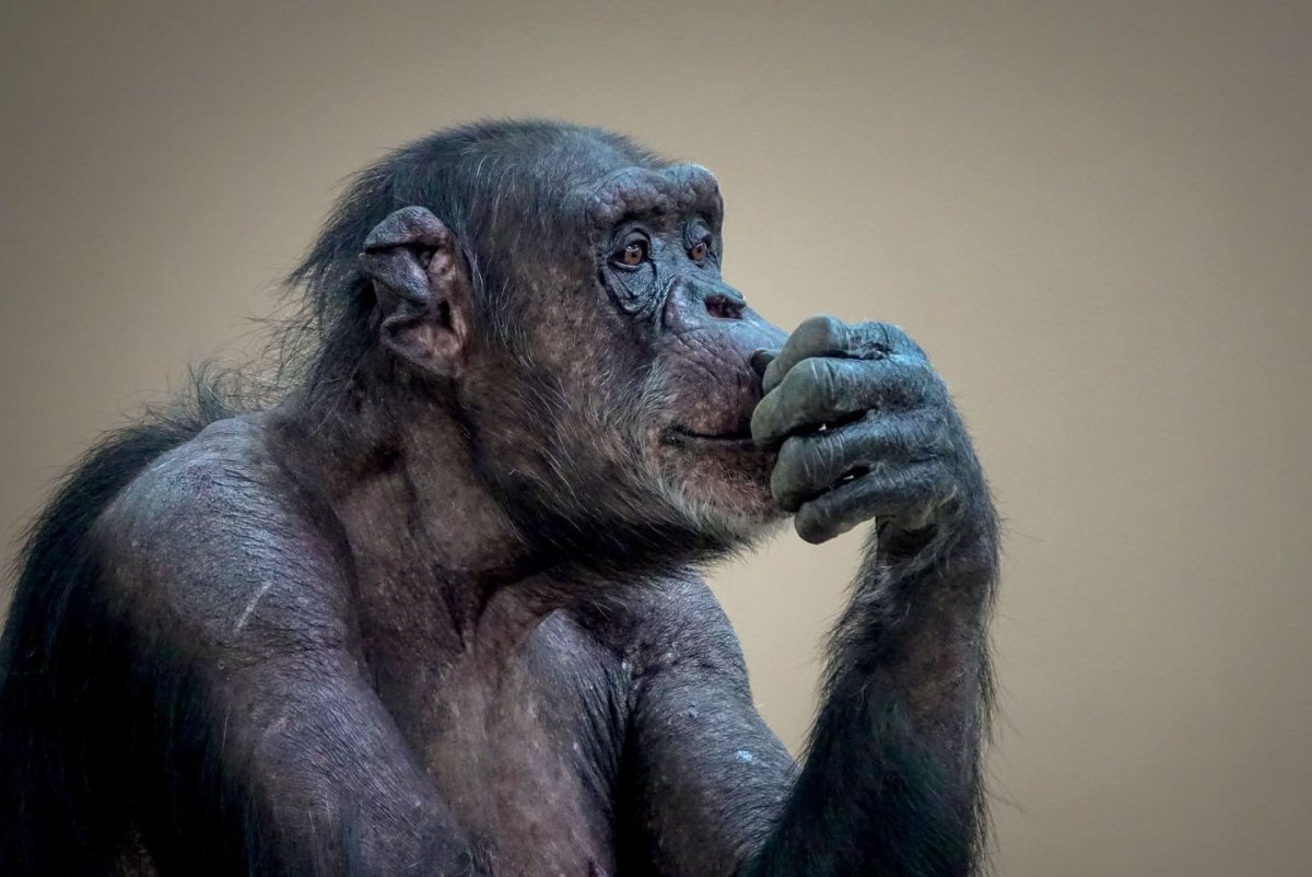 Задумчивая обезьяна