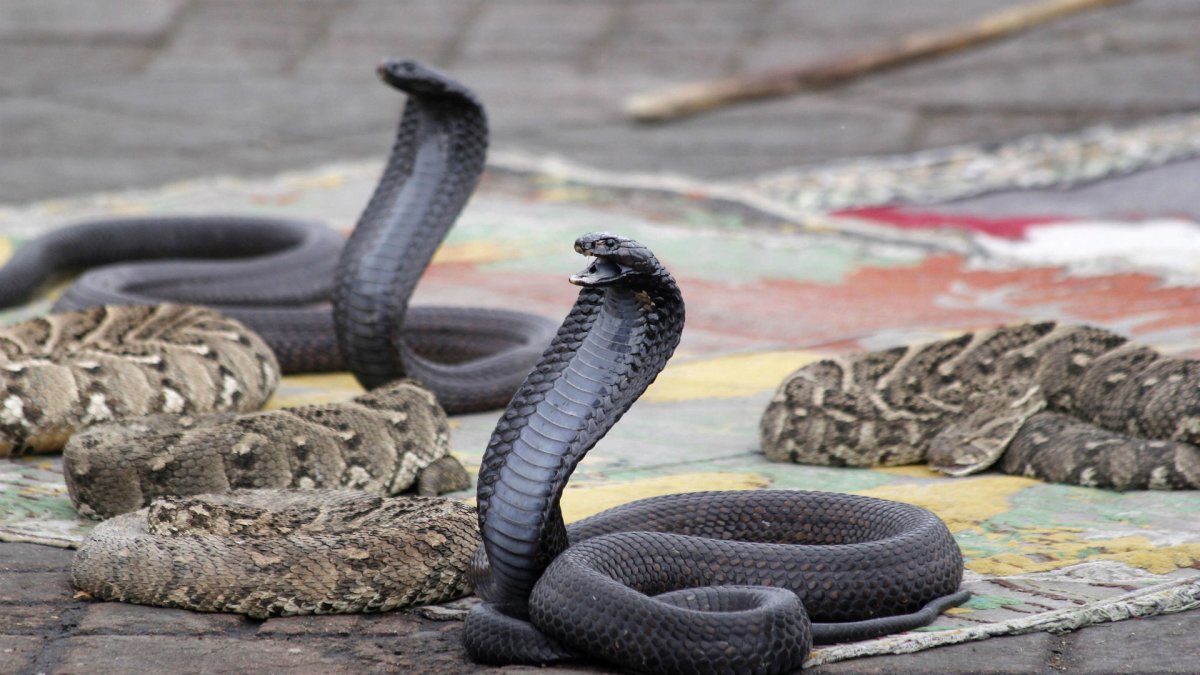 Кобра ползет