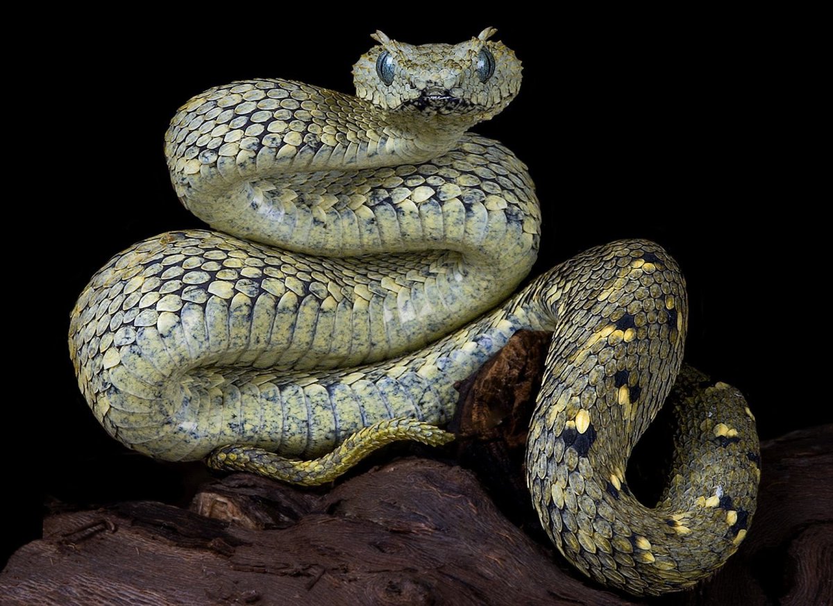 Черная гюрза змея