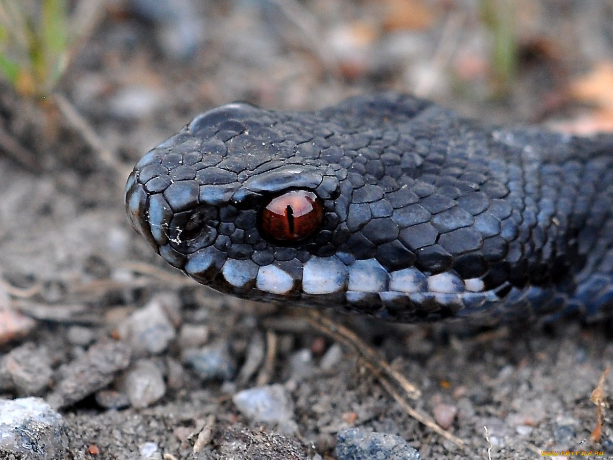 Гадюка Гюрза