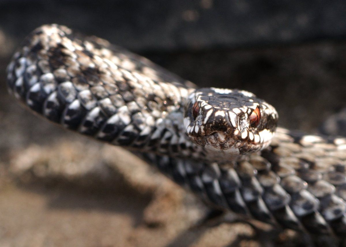 Гадюка Лотиева