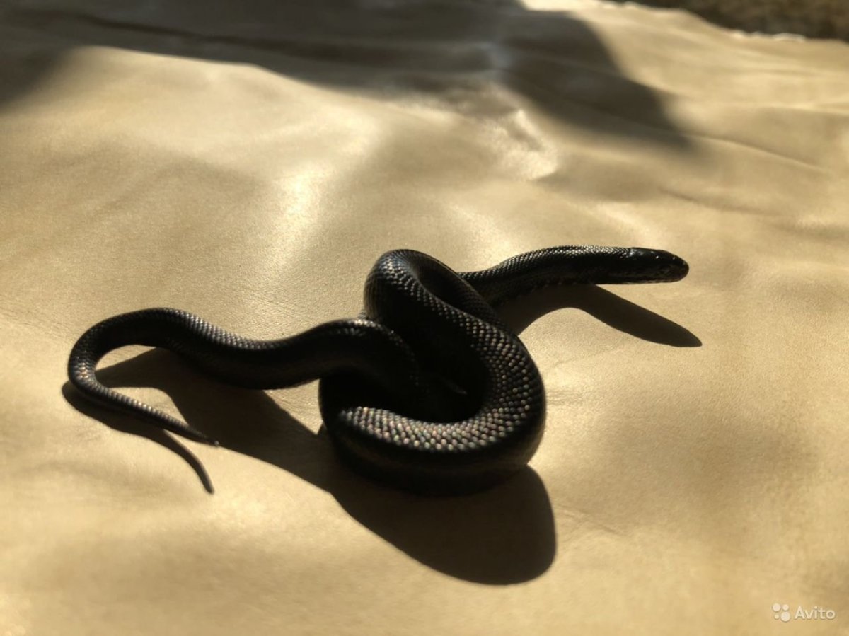 Змея Королевская Lampropeltis getula Nigrita