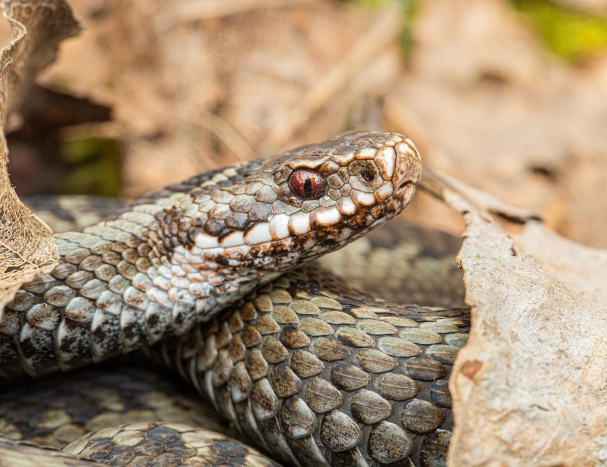 Змея гадюка обыкновенная