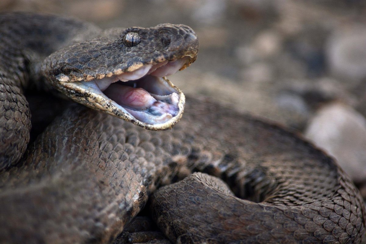 Гюрза змея и гадюка