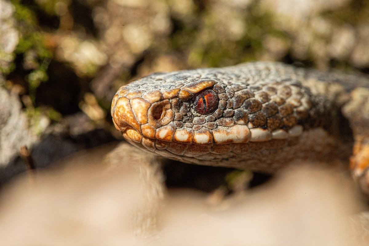 Малайский щитомордник