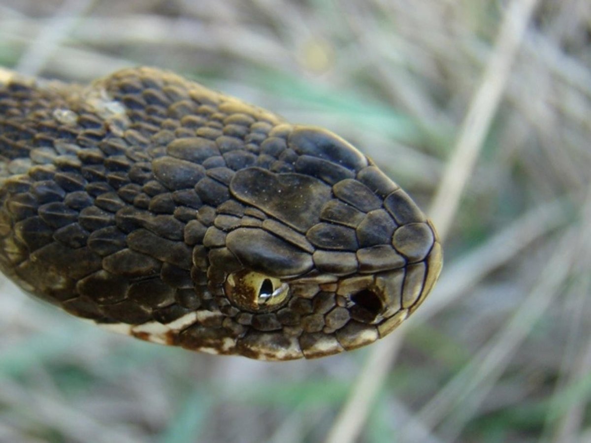 Малоазиатская гадюка