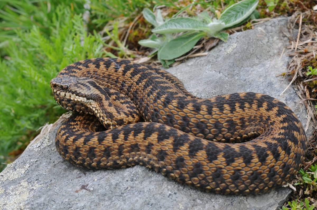 6. Гадюка обыкновенная - Vipera berus