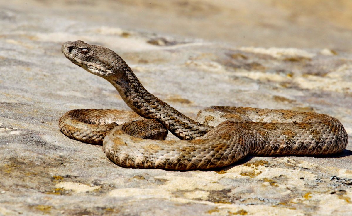 Гюрза Vipera lebetina