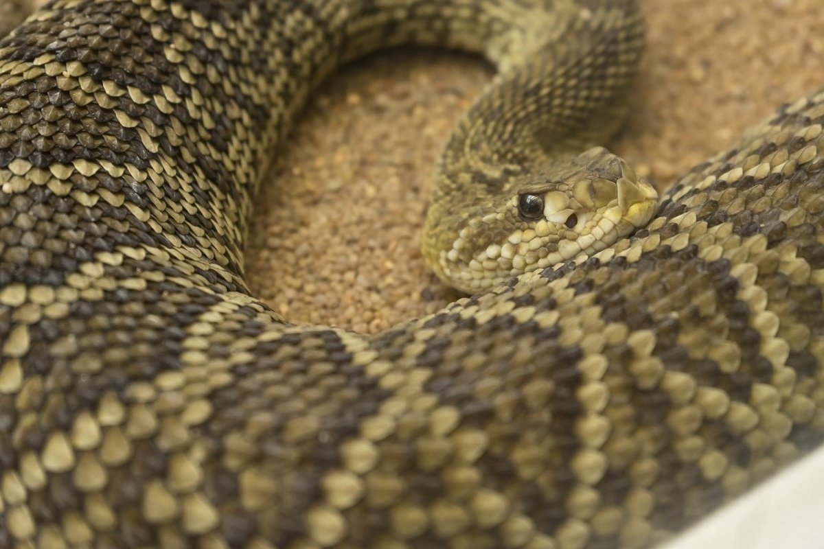 Шкура змеи Гюрза