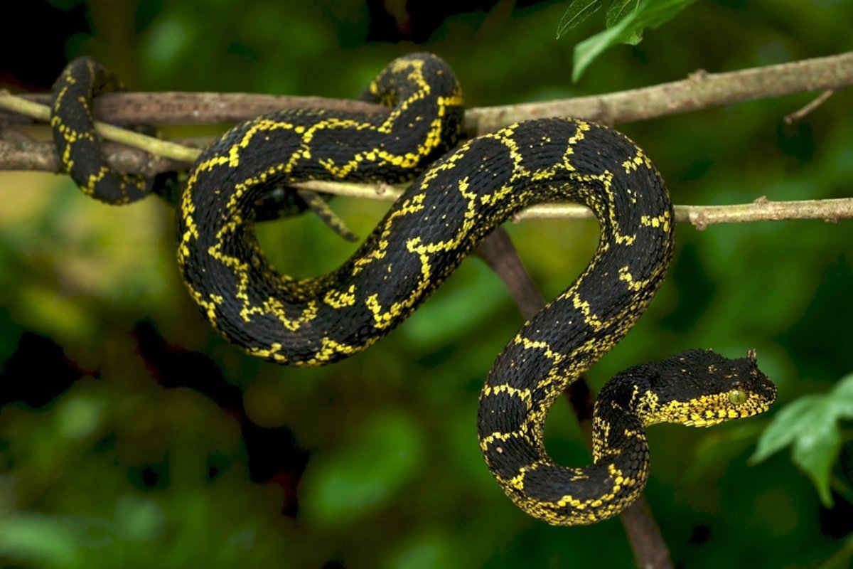 Змеи в Танзании