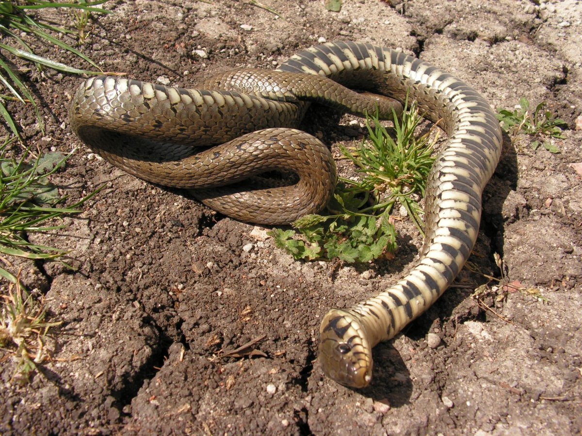 Змея Натрикс Натрикс