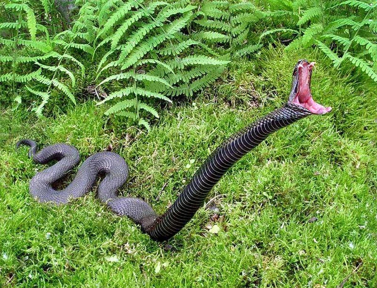 Адапазарская гадюка