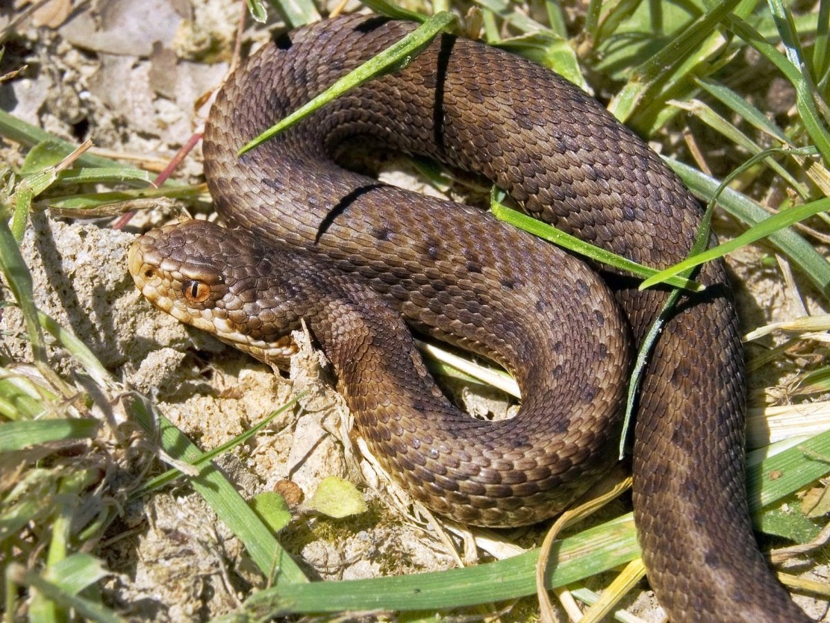 Гадюка Сахалинская ( Vipera sachalinensis )
