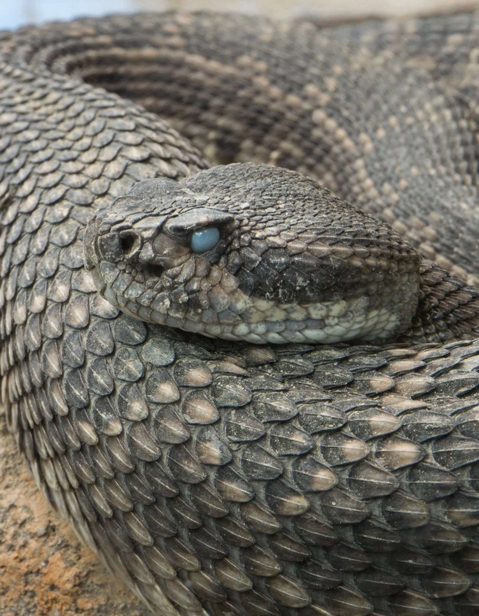 Гюрза Vipera lebetina