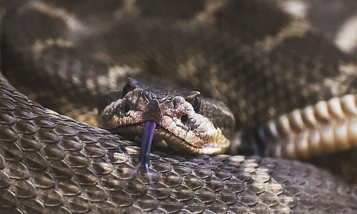 Гадюка Кобра Гюрза