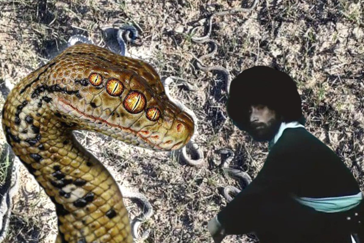 Гюрза змея в Армении