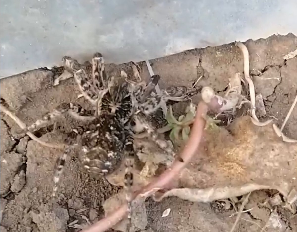 Астраханский паук Южнорусский Тарантул