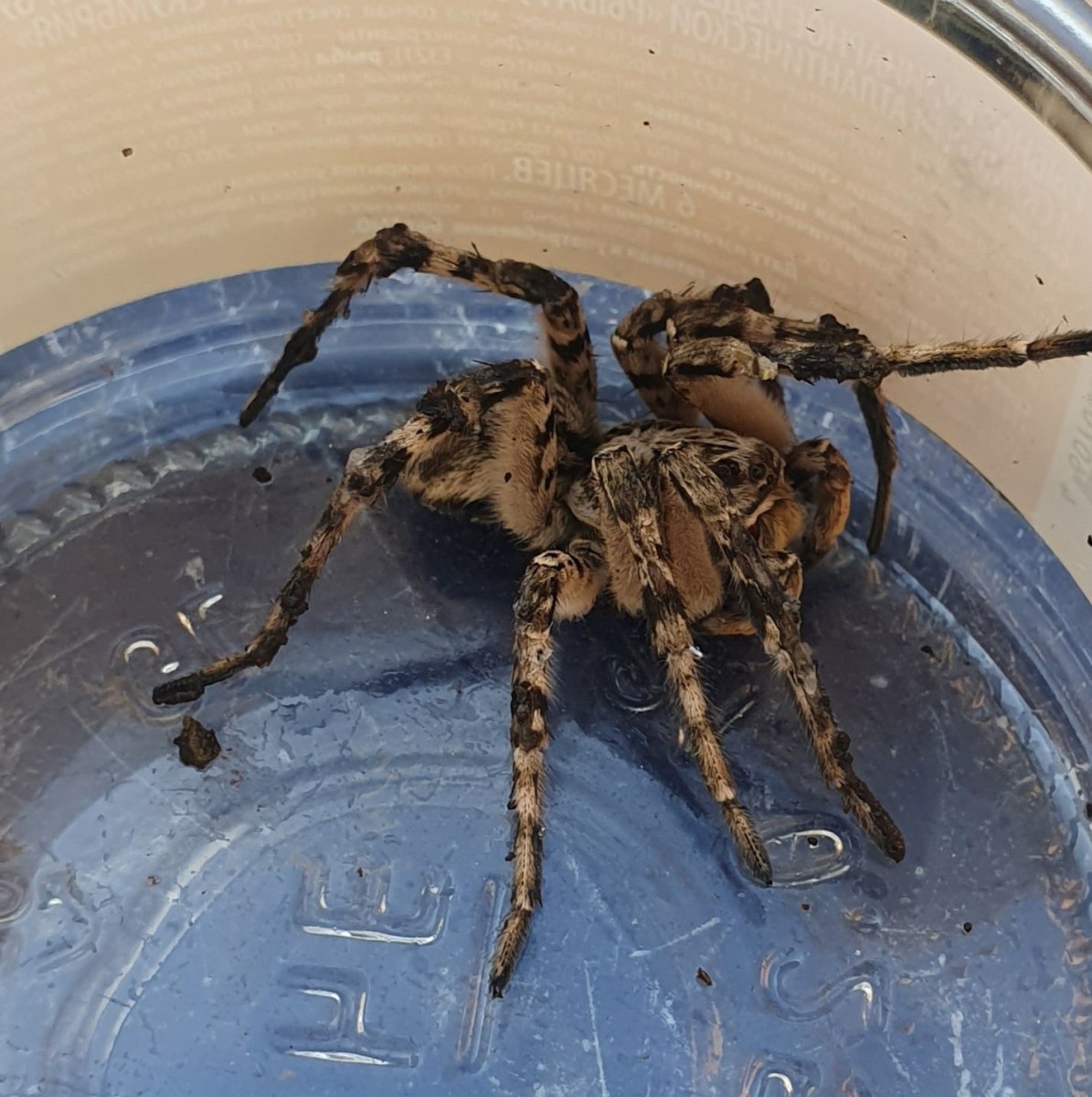 Южнорусский Тарантул норка