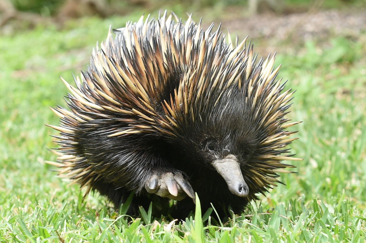 «Покайтесь, ехидны!»