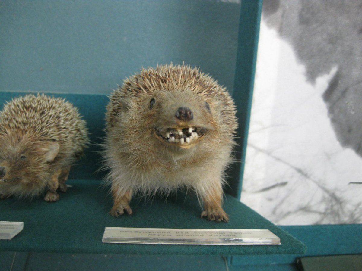 Некрасивый Ежик