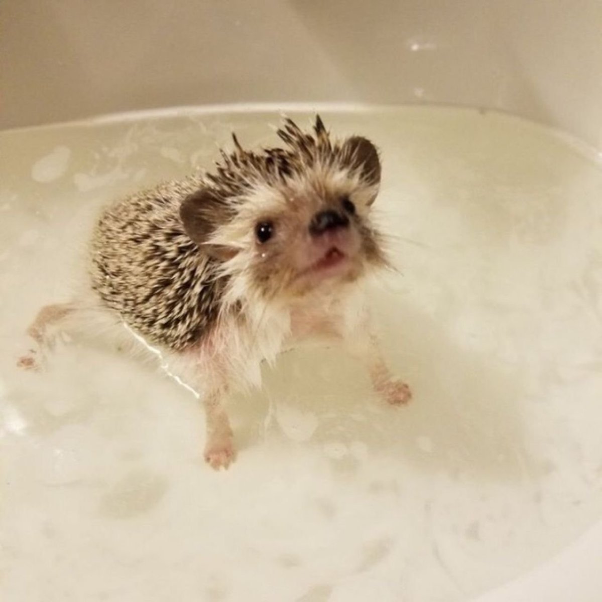 Ежик в ванне