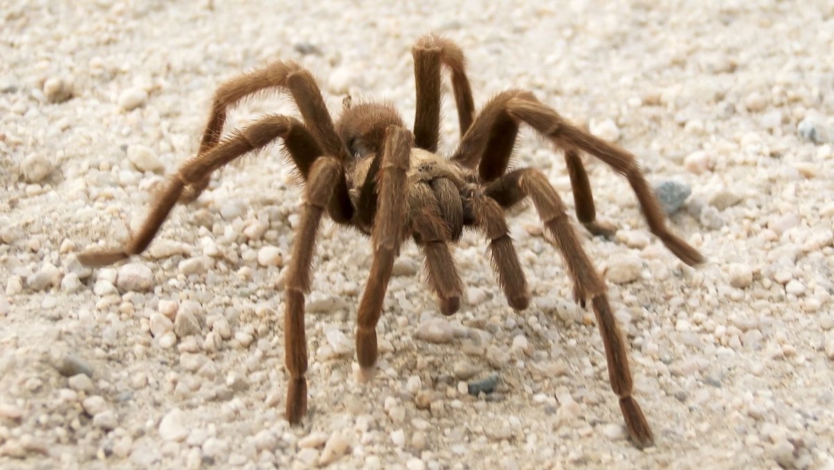 Паук Тарантул в пустыне