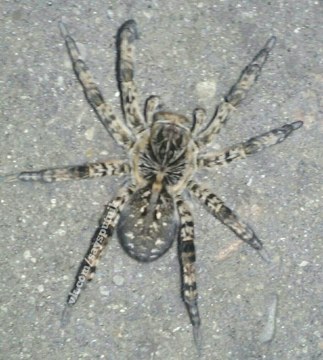 Южнорусский Тарантул Астрахань