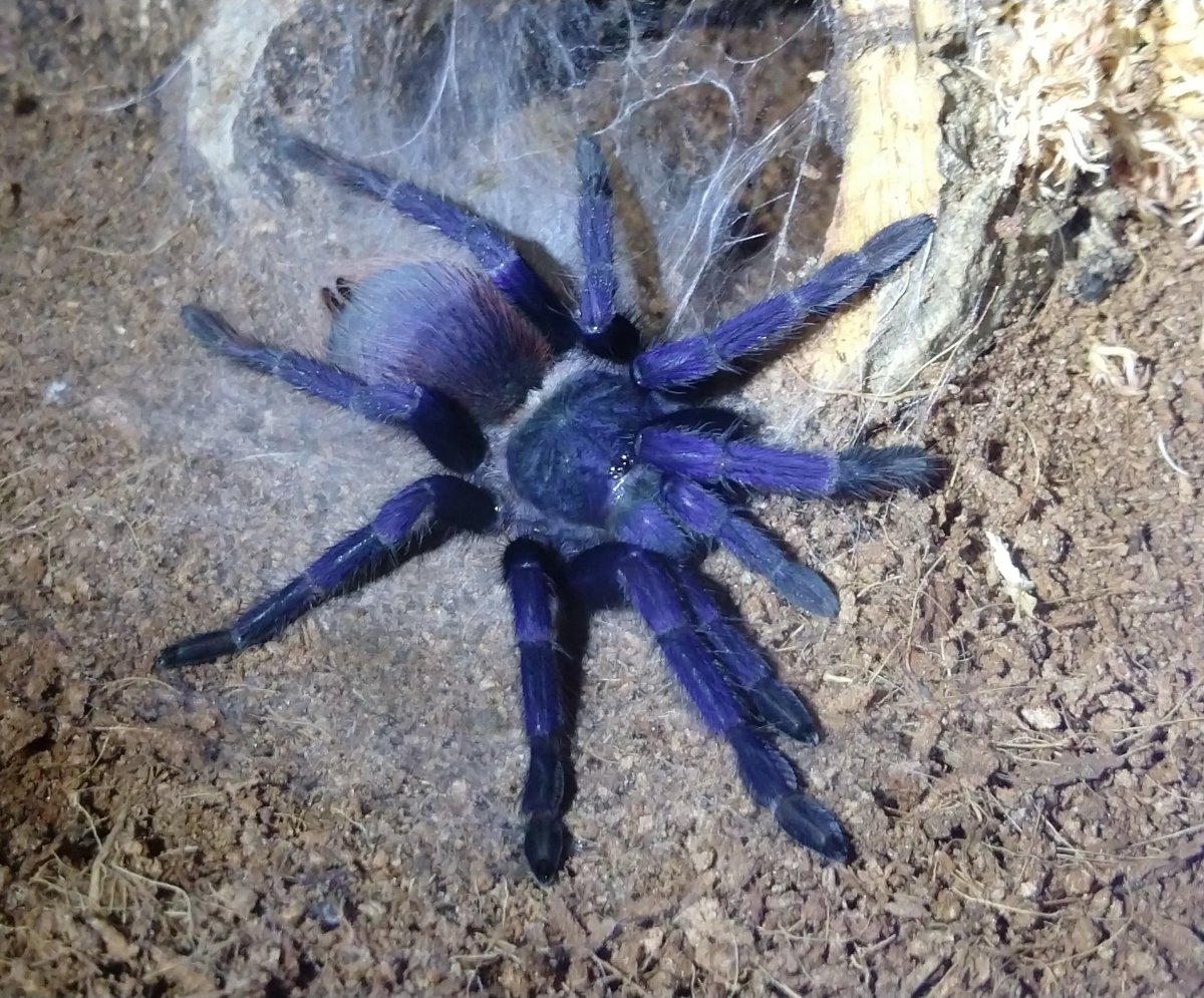 Тарантул, фаланга, Скорпион