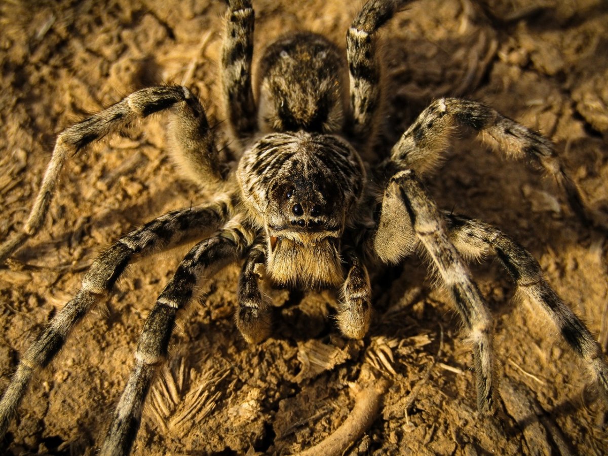 Сибирский Тарантул