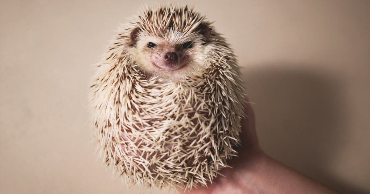 Недовольный Ежик