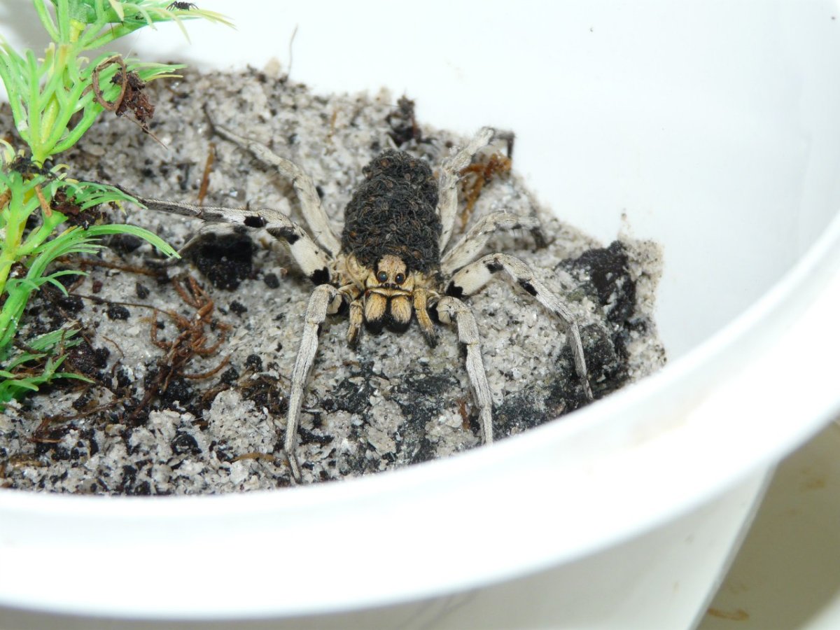 Южнорусский Тарантул Курган