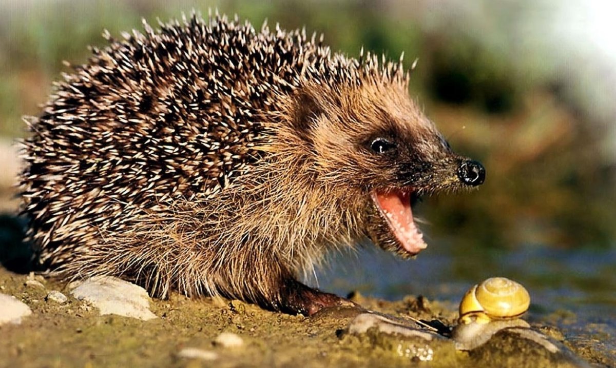 Насекомоядные Ежи