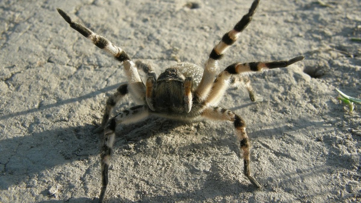 Тарантул Земляной паук