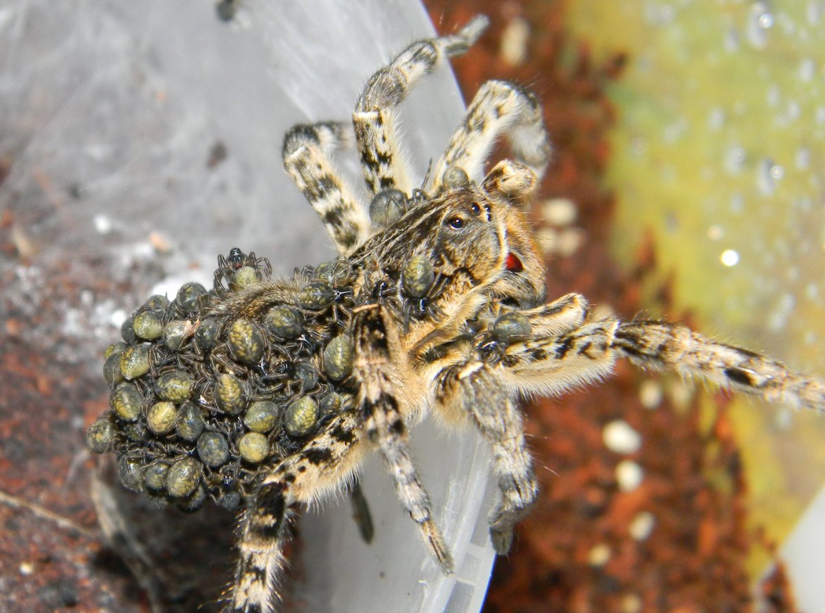 Южнорусский Тарантул Мизгирь