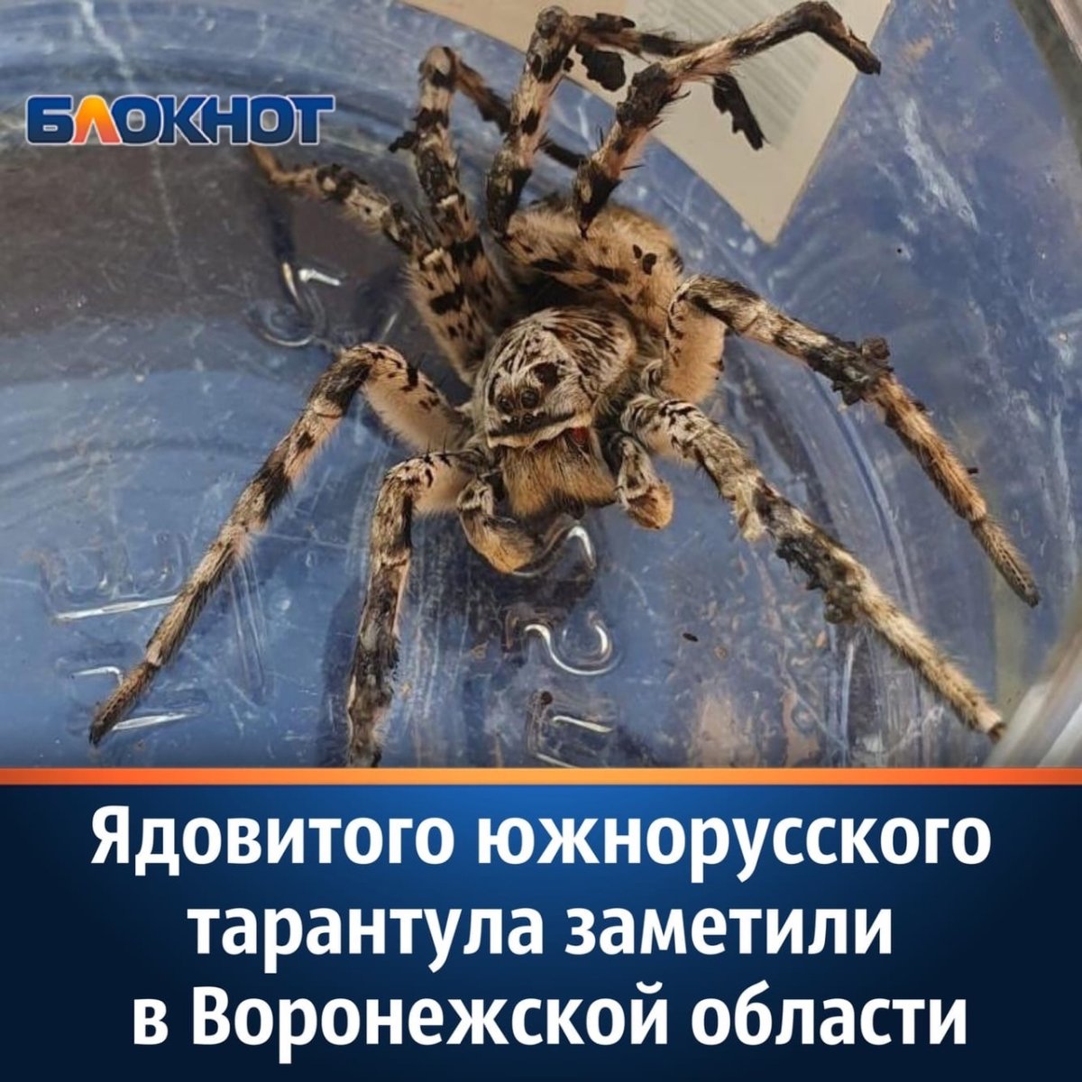 Огромный Южнорусский Тарантул