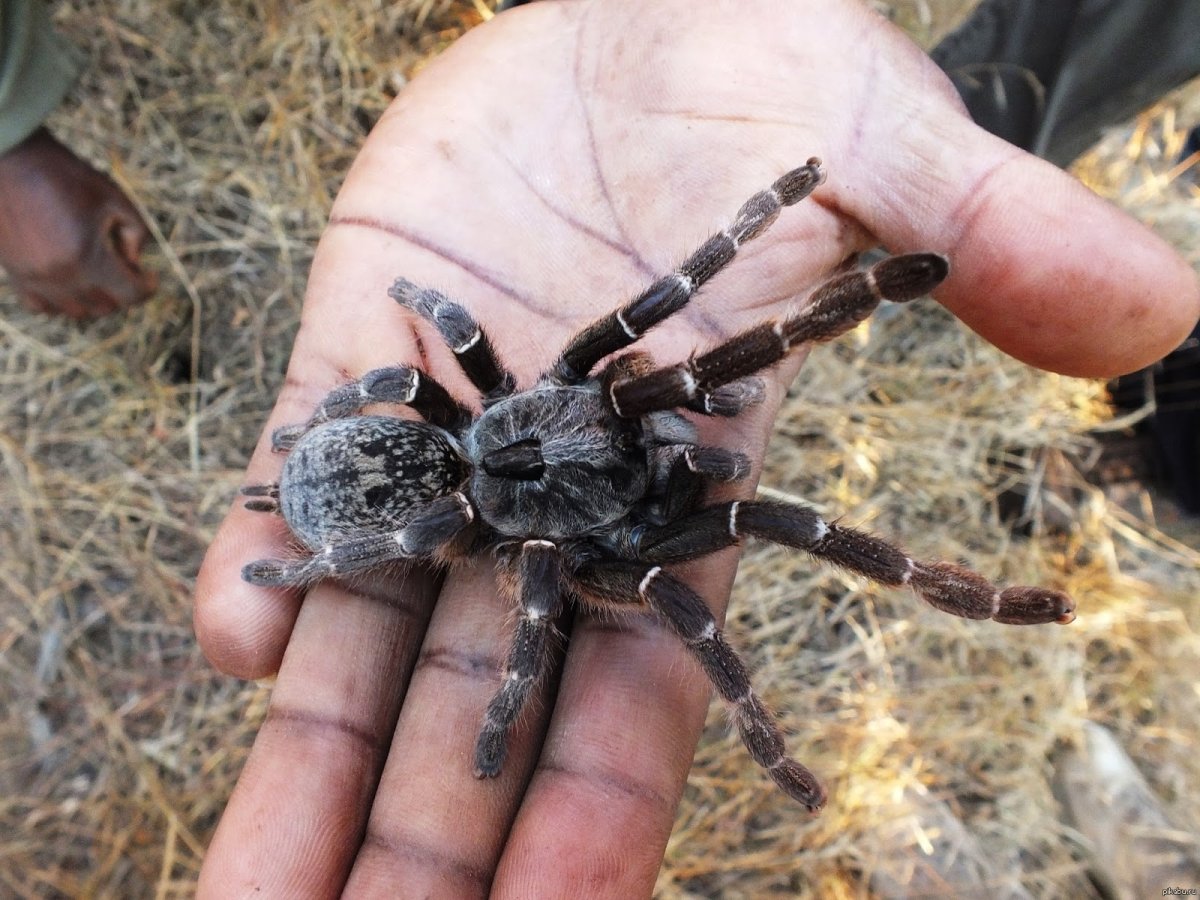 Цератогирус маршали