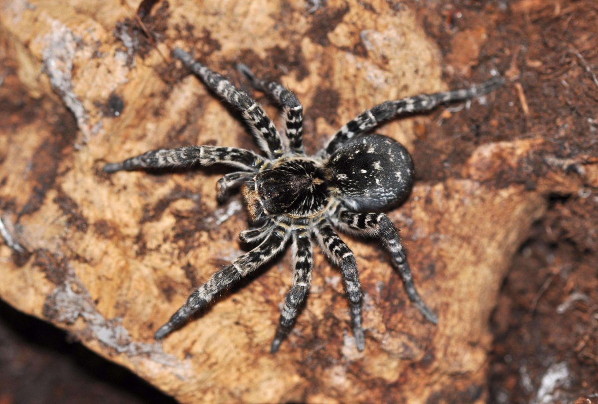 Тарантул Lycosa