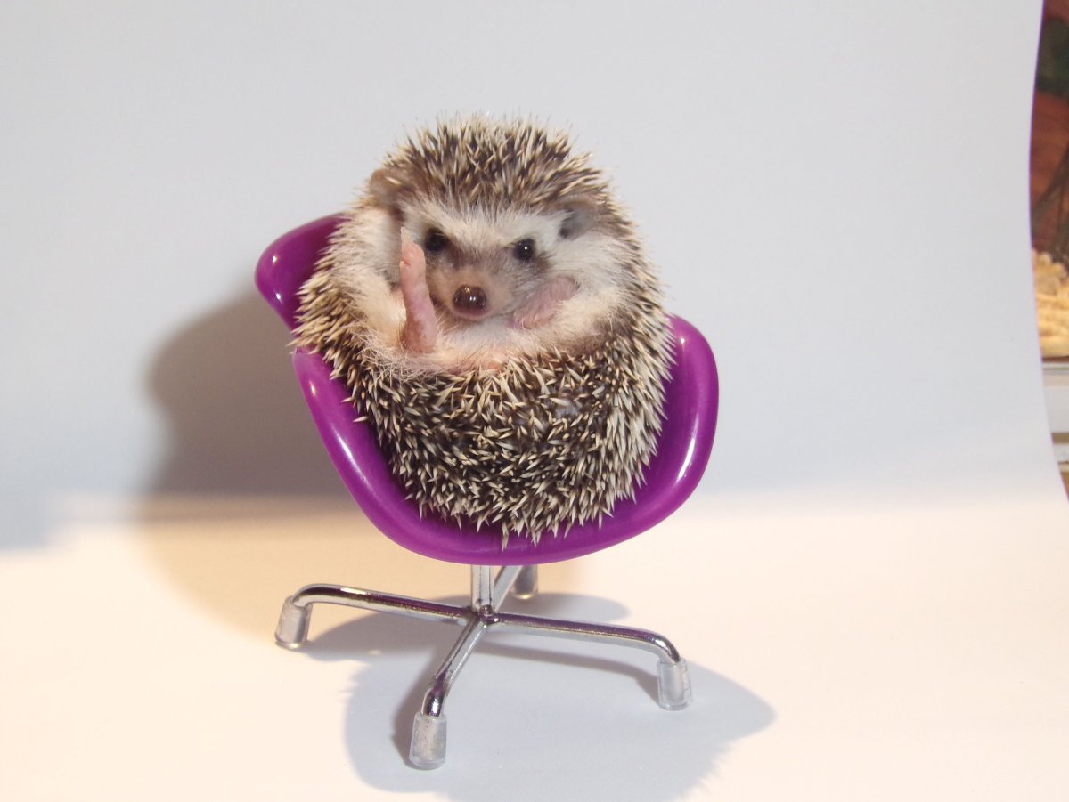 Домашний еж