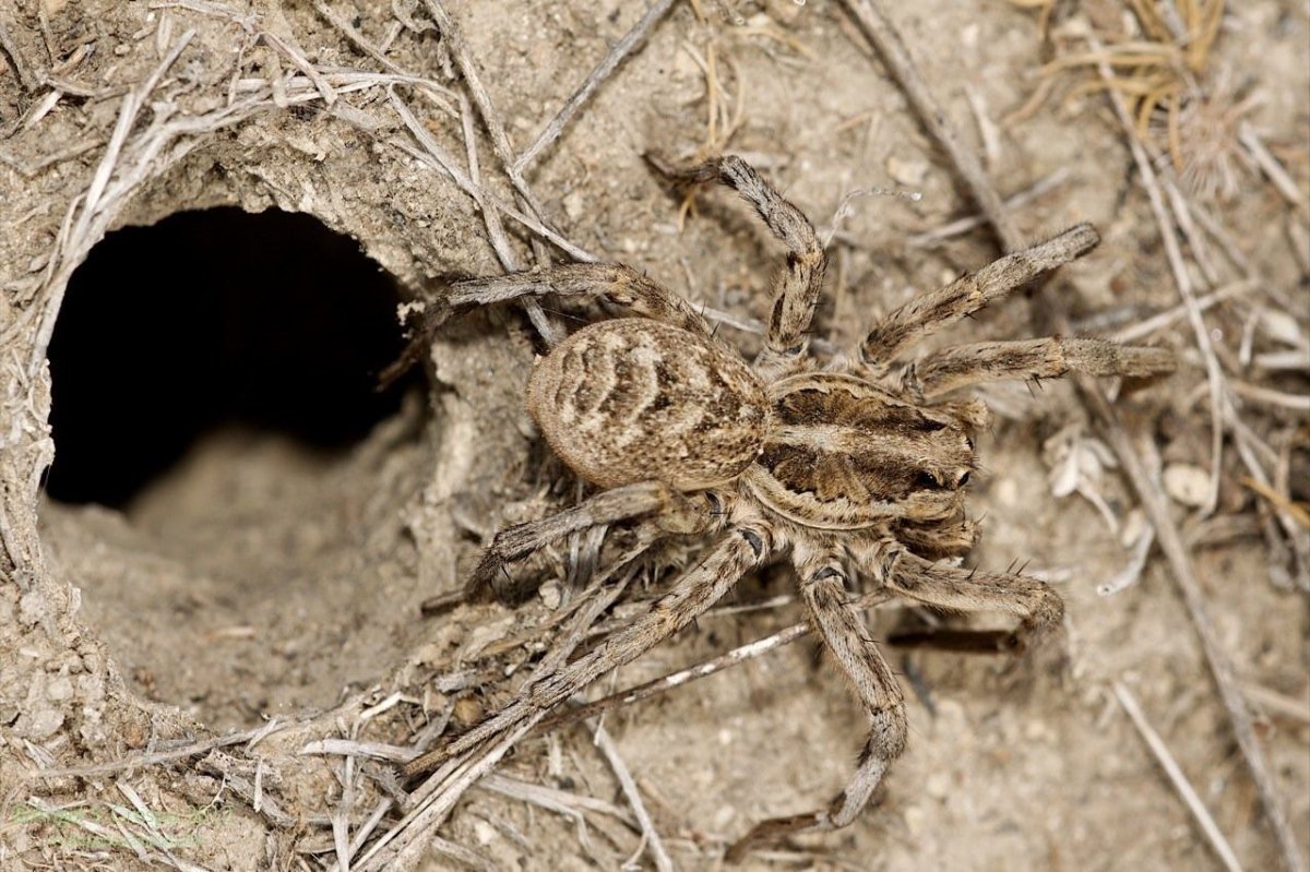 Южнорусский Тарантул гнездо