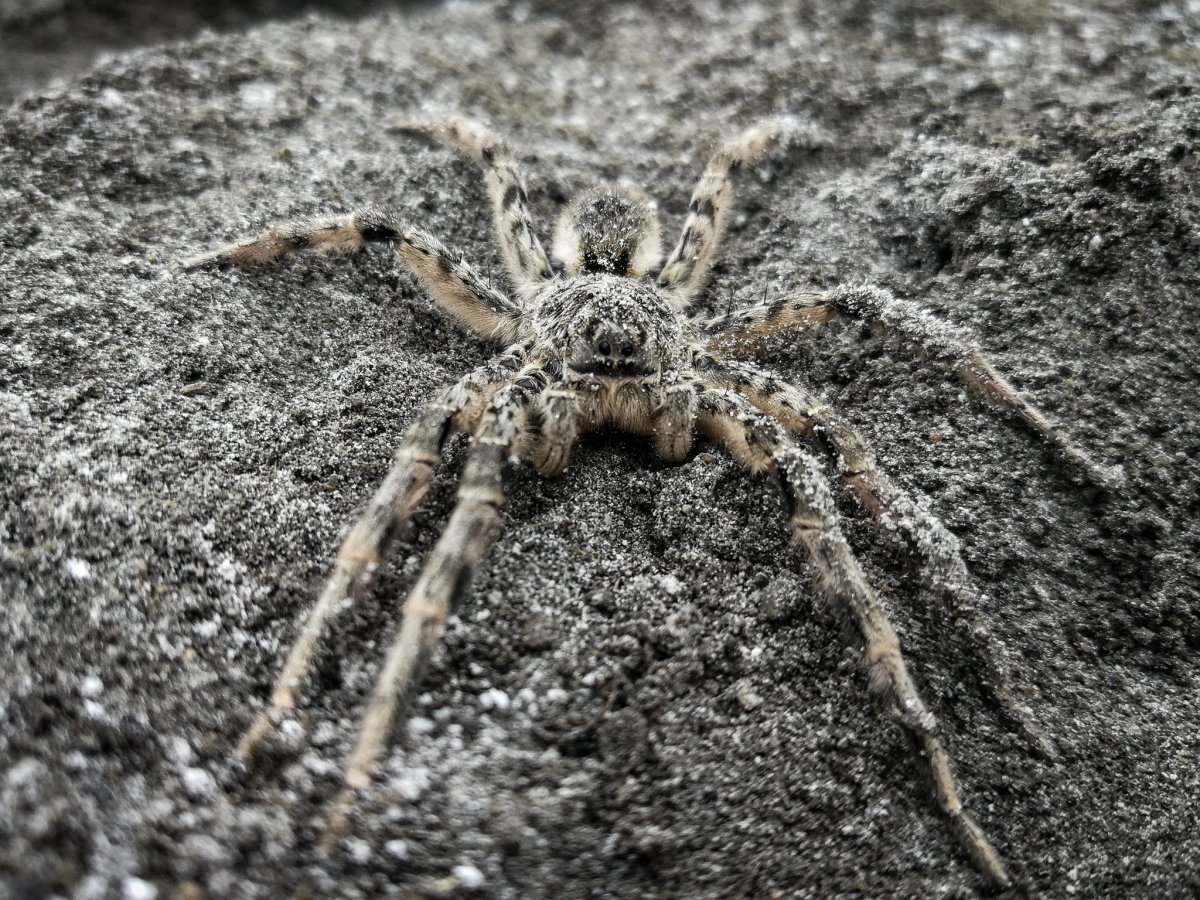 Паук Тарантул Южнорусский