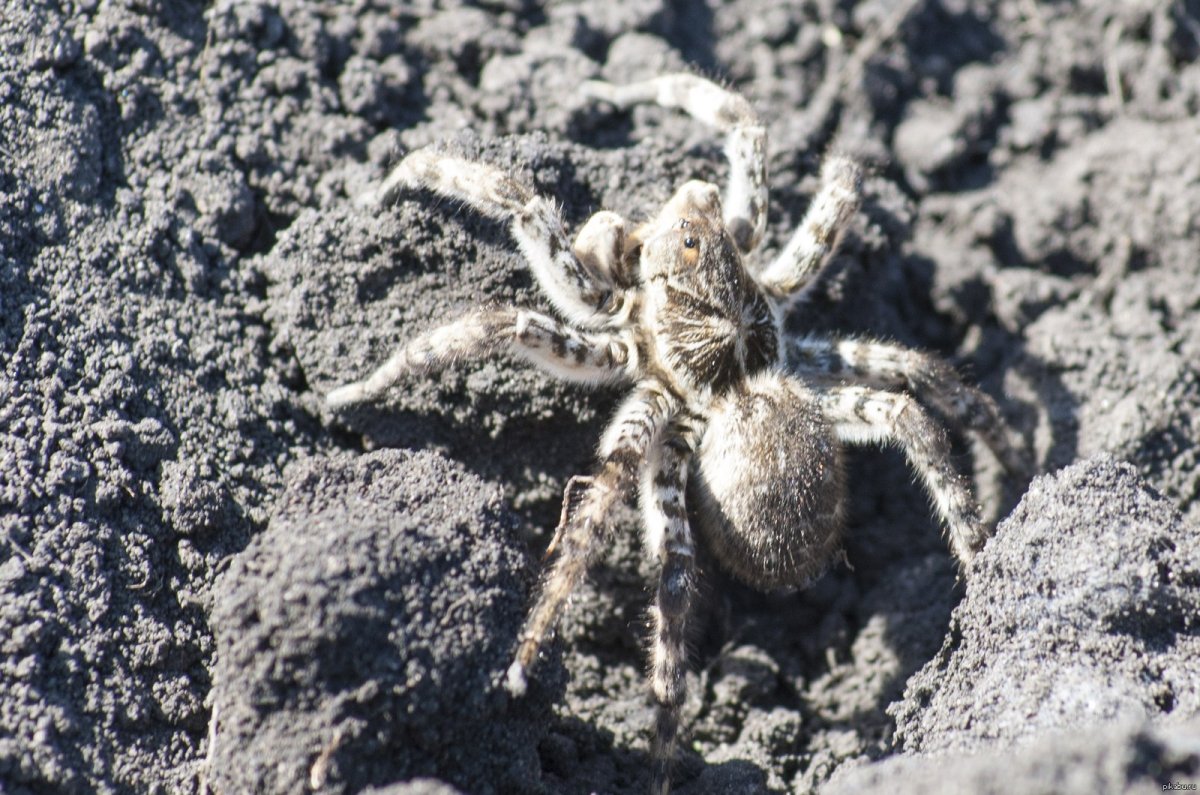 Южнорусский Земляной Тарантул