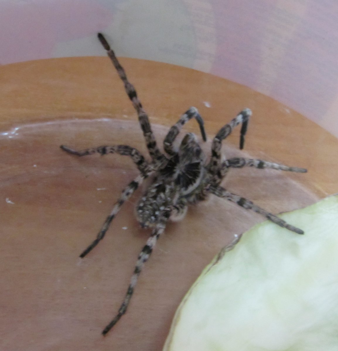 Тарантул Lycosa singoriensis