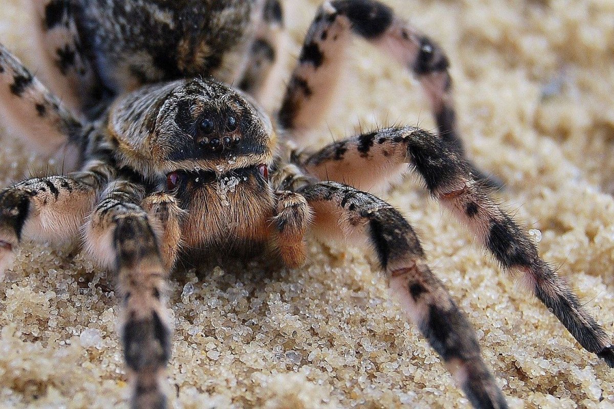 Южнорусский Тарантул