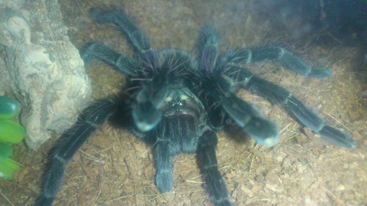 Тарантула д6