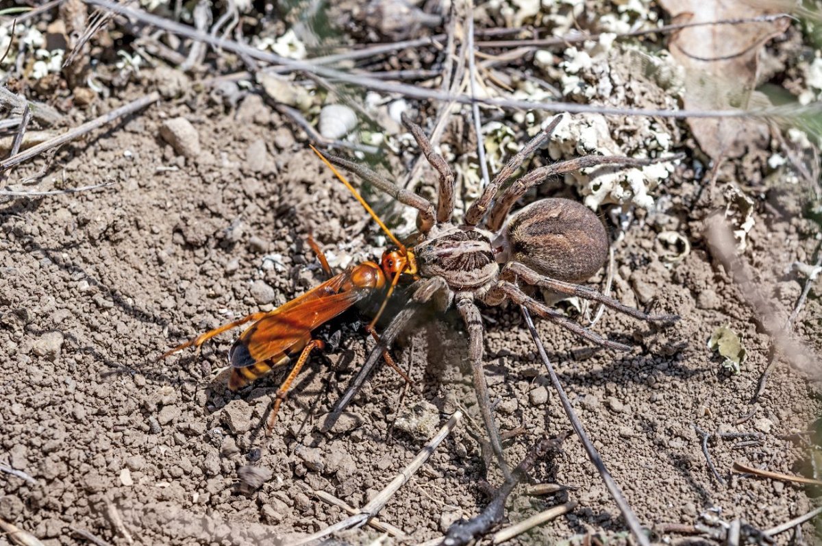 Сибирский Тарантул