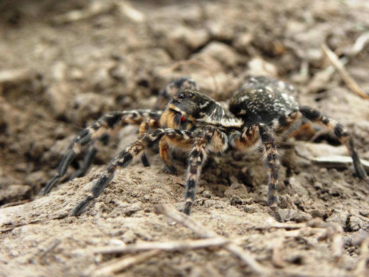 Южнорусский Тарантул