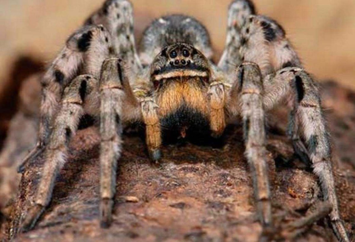 Южнорусский Тарантул крестовик