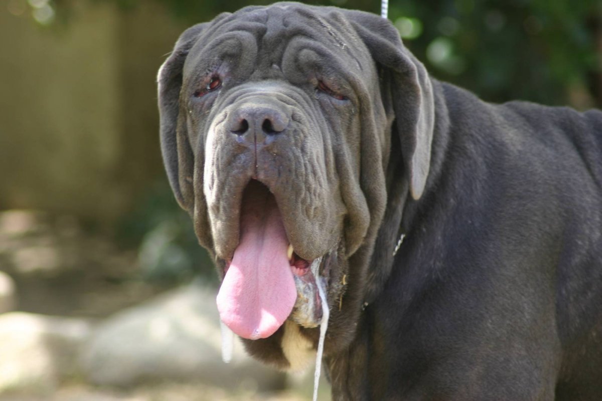 Кане Корсо неаполитано