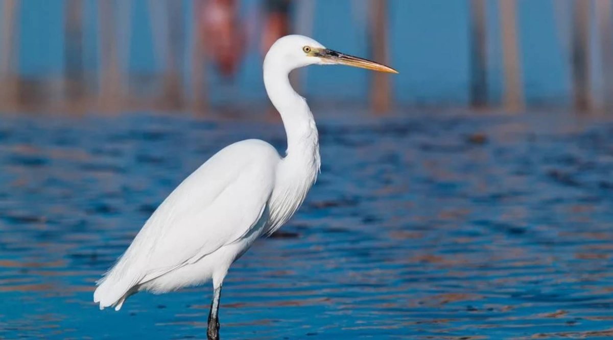 Цапля в беларуси